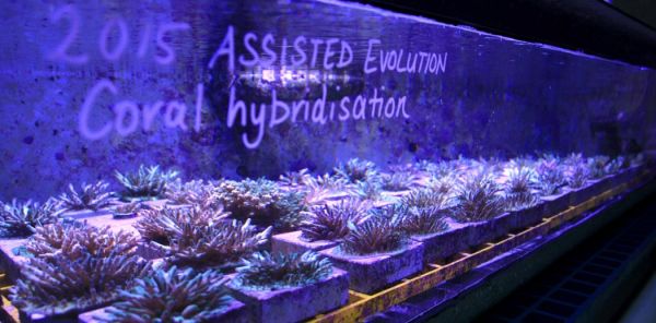 coral growing under UV light