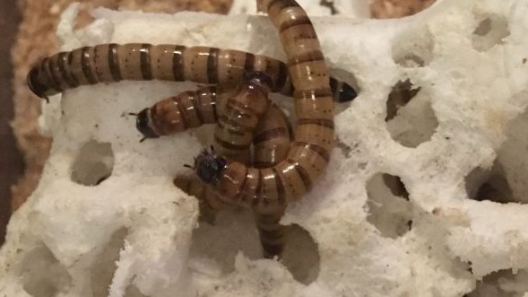 An image of the mega worms devouring styrofoam